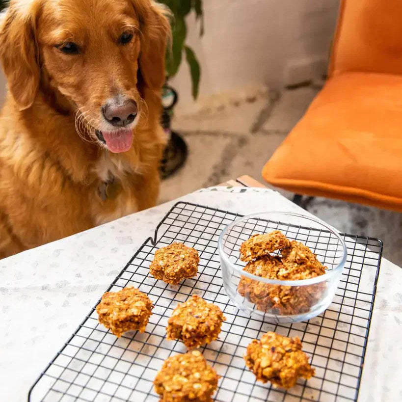 Món Ăn Vặt Cho Cún Cưng Từ Bã Rau Củ